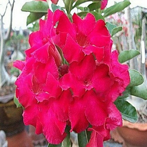 , Adenium Obesum Desert Rose LAKE of SIAM, ,  394