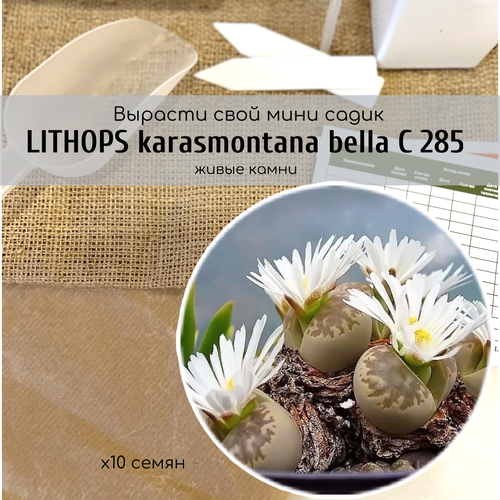   Lithops karasmontana bella (  ,  )   -.   340