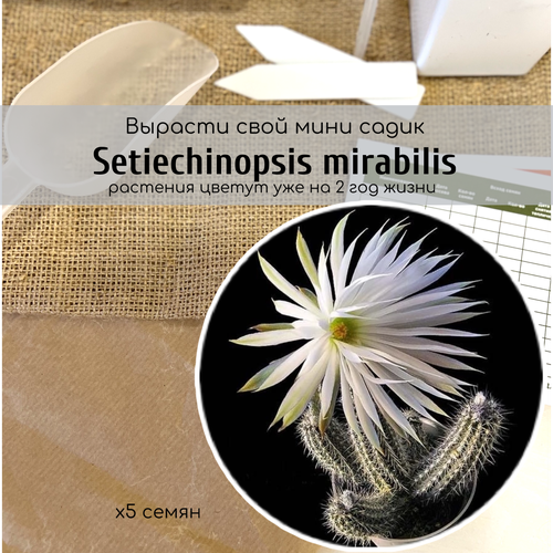   Setiechinopsis MIRABILIS ()     342