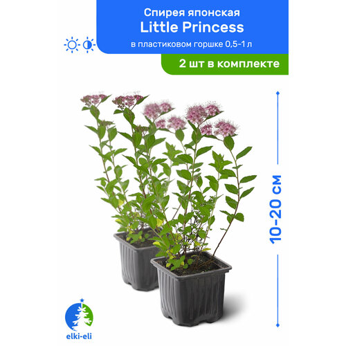   Little Princess ( ) 10-20     0,5-1 , ,   ,   2  1890