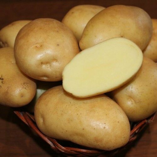 Картофель семенной Гулливер (2 кг) 500р