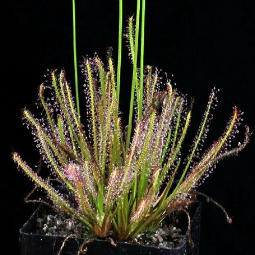      5  (Drosera TRACYI),   472