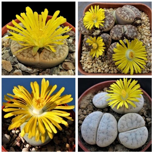    Lithops pseudotruncatella mix 10 . 350