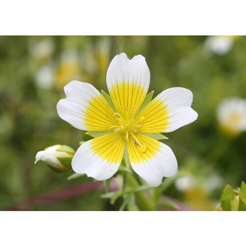   (. Limnanthes douglasii)  20 400