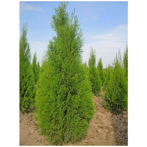     (Thuja occidentalis Smaragd), 30  400