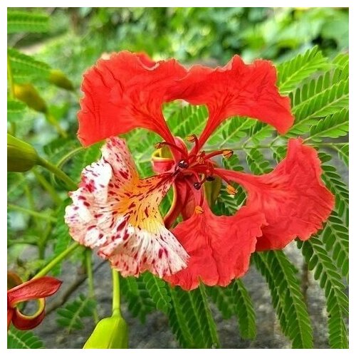    (. Delonix regia) ( ), 3 . 304