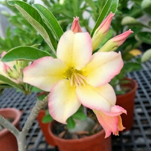 , Adenium Obesum Desert Rose KO-105, ,  394