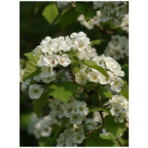    (Crataegus coccinea), 10  400