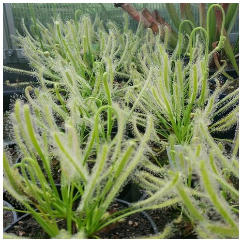      10+  (Drosera Capensis Alba)  ,  , ,    465 