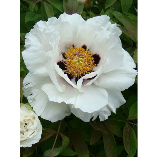     (Paeonia suffruticosa), 5  450