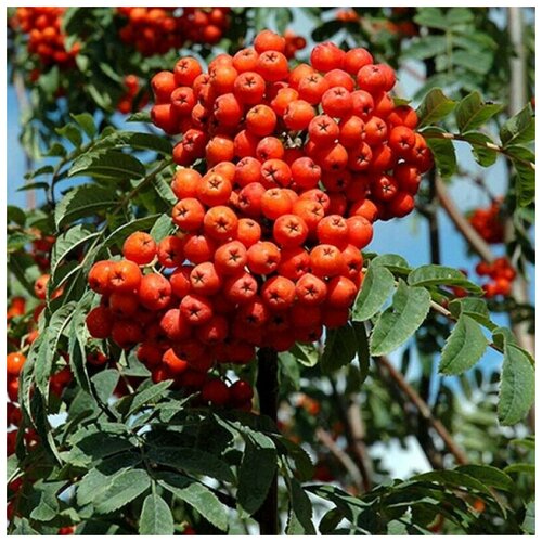   (. Sorbus aucuparia)  25, ,    322 