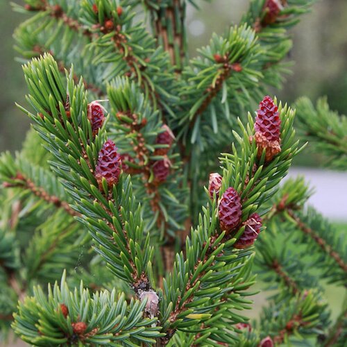   (. Picea omorika)  15 385