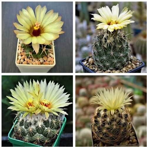     Coryphantha mix (10 .) 350