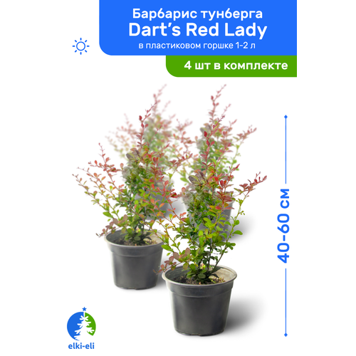   Dart's Red Lady (  ) 40-60     1-2 , ,   ,   4 , ,    7620 
