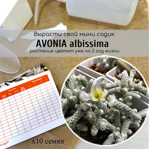  Avonia albissima   /   .   Anacampseros albissima 390