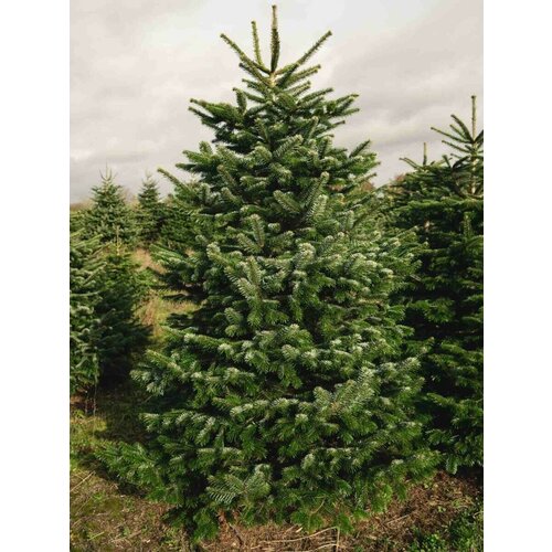    (Abies nordmanniana), 30 , ,    1050 