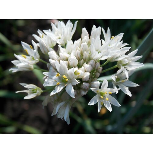   -  (. Allium ramosum)  30 313