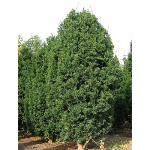     (Taxus media Hicksii), 10  410