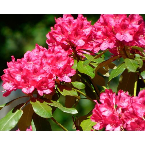  (. Rhododendron ponticum)  25 348
