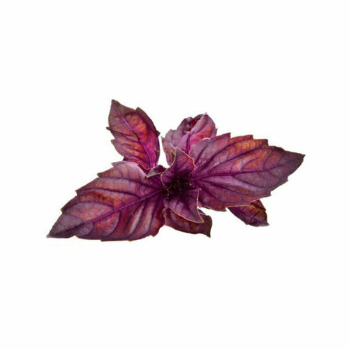 Click And Grow   Click And Grow Red Basil 3 .    Click And Grow   2585