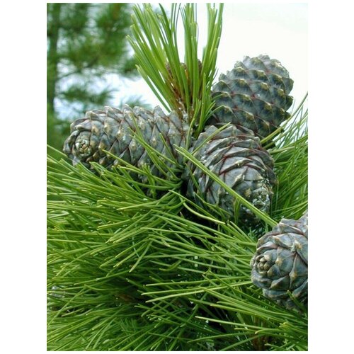    (Pinus sibirica), 350  1350