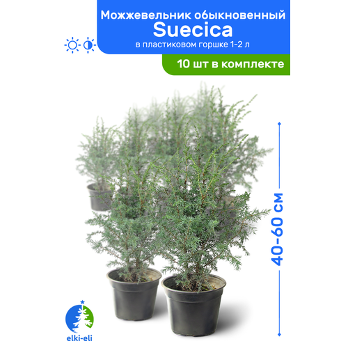   Suecica () 40-60     1-2 , ,   ,   10  22750