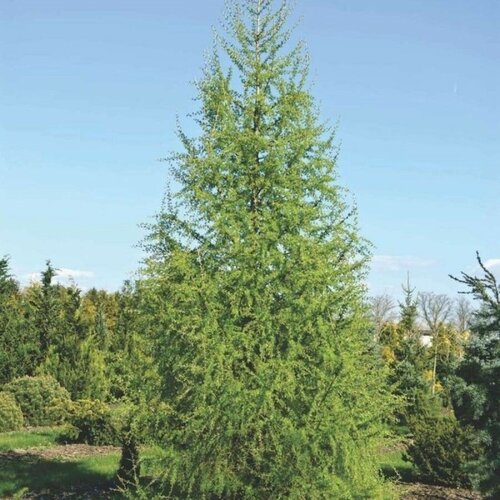    (Larix decidua), 25 , ,    400 