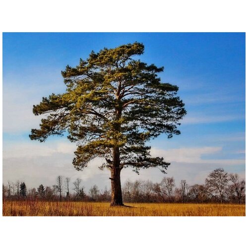   (. Pinus sylvestris)  50 339