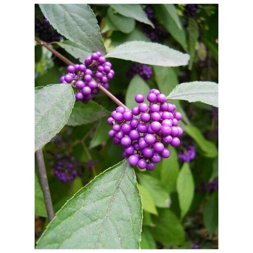   (. Callicarpa japonica)  10, ,    300 