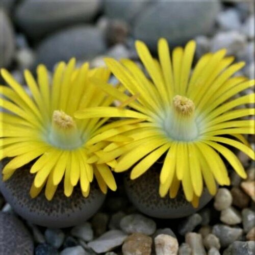    Lithops terricolor Peersii C-376 10 . 350