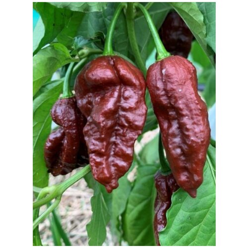    CT*BJC (Congo Trinidad  Bhut Jolokia Chocolate), 5  450