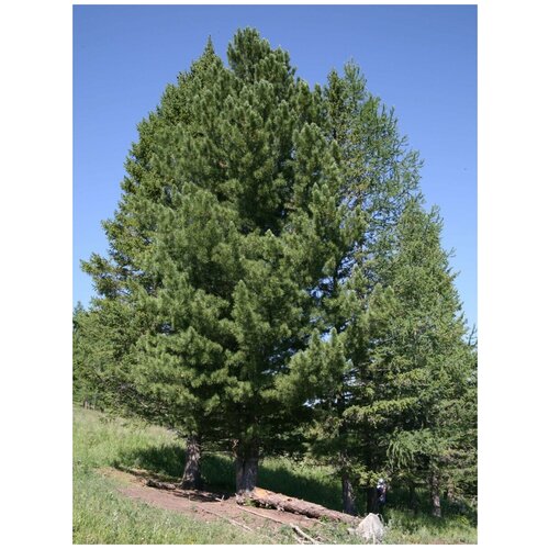 ������ ���� ��������� (Pinus sibirica), 120 ����, ����, ������ ������ �� 950 ���