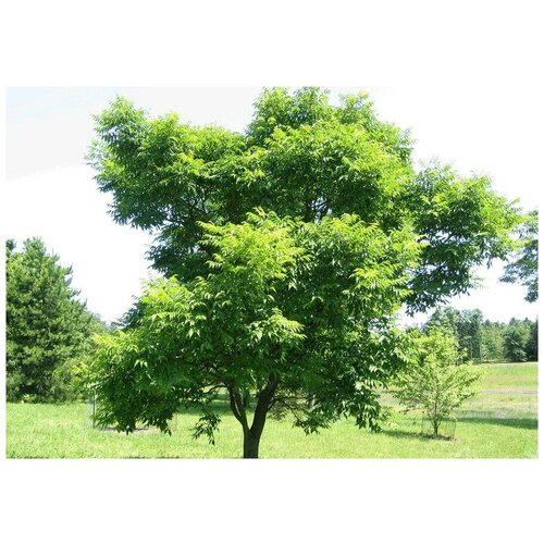   (. Phellodendron Amurense)  5 324