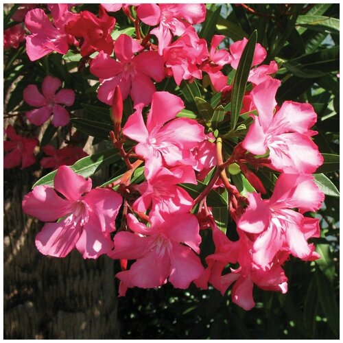   (. Nerium Oleander)  20 307