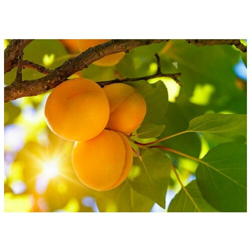  (. Prunus armeniaca)  3 386