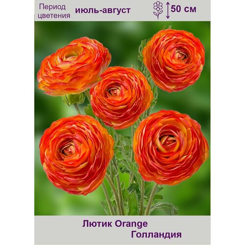   (Orange) 15   620