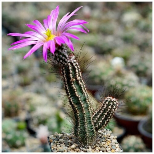     Echinocereus palmeri SB-184 10 . 350