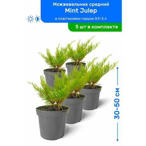   Mint Julep ( ) 30-50     0,9-3 , ,   ,   5  6975