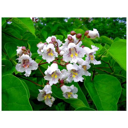     - (. Catalpa bignonioides) -  30 300