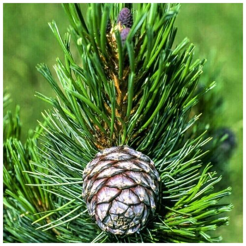    -   (. Pinus sibirica)  50 367