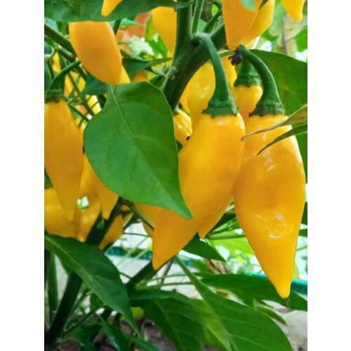    Aji mochero, 5  360