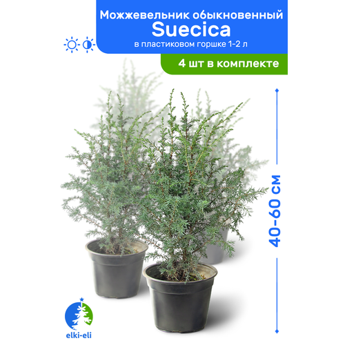   Suecica () 40-60     1-2 , ,   ,   4  9900