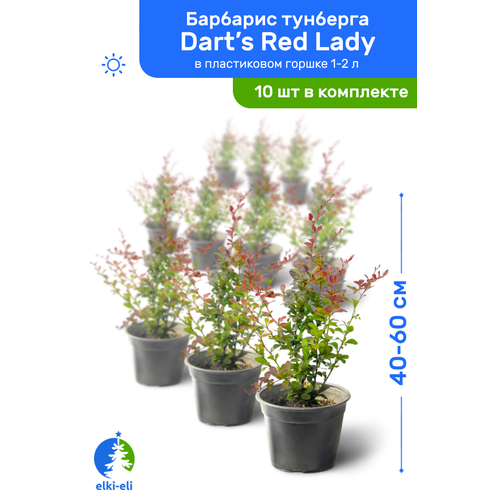   Dart's Red Lady (  ) 40-60     1-2 , ,   ,   10  18550