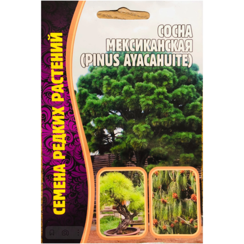   (Pinus ayacahuite) 250