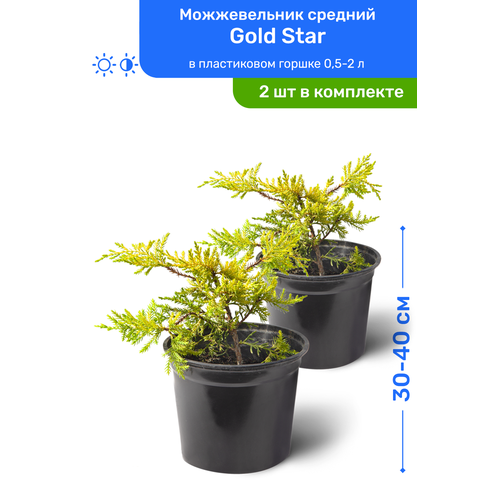   Gold Star ( ) 30-40     0,5-2 , ,   ,   2  2990