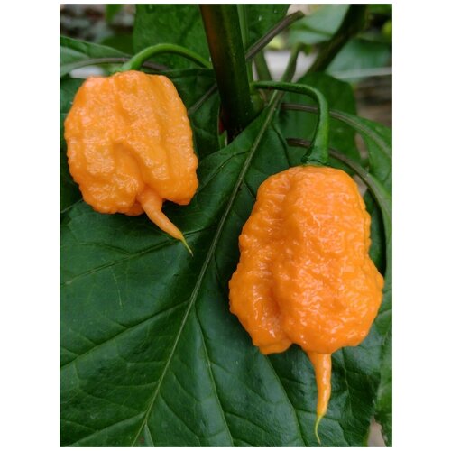    Carolina Reaper peach (  ), 5  470