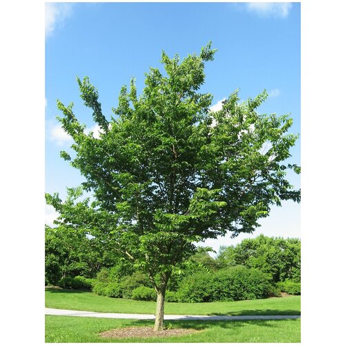   (. Celtis occidentalis)  25 350