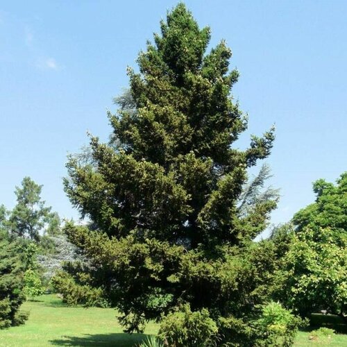    (Picea wilsonii), 20  400