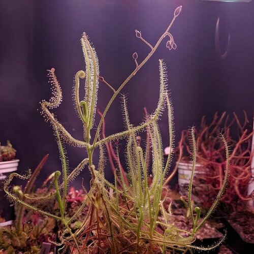    FINLAYSONIANA 10+  (Drosera Finlaysoniana),  ,  , ,    491 