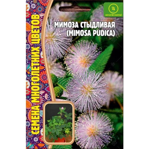    (Mimosa pudica) (20 ) 189